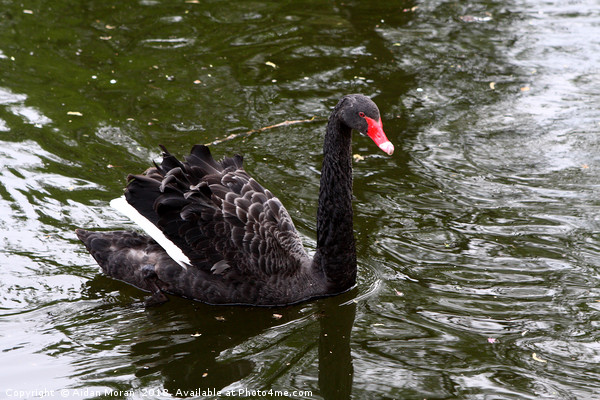 Black Swan In St James's Park  Picture Board by Aidan Moran
