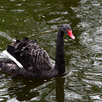 Buy canvas prints of Black Swan In St James's Park  by Aidan Moran
