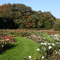 Buy canvas prints of Rose Garden At Greenwich Park   by Aidan Moran