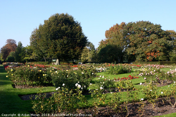 Rose Garden At Greenwich Park, London    Picture Board by Aidan Moran