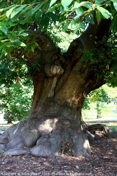 Sweet Chestnut Tree in Greenwich Park, London   Picture Board by Aidan Moran
