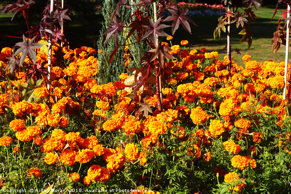 Flower Garden at Greenwich Park, London    Picture Board by Aidan Moran