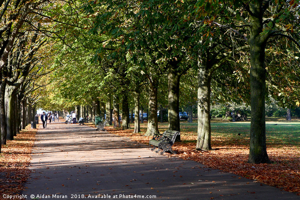 Avenue of Trees at Greenwich Park  Picture Board by Aidan Moran