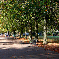 Buy canvas prints of Avenue of Trees at Greenwich Park  by Aidan Moran