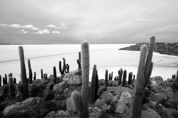 Giant Cacti on Isla Incahuasi   Picture Board by Aidan Moran