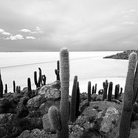 Buy canvas prints of Giant Cacti on Isla Incahuasi   by Aidan Moran