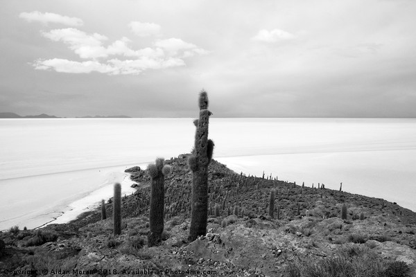 Giant Cacti on Isla Incahuasi, Bolivia   Picture Board by Aidan Moran