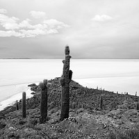Buy canvas prints of Giant Cacti on Isla Incahuasi, Bolivia   by Aidan Moran