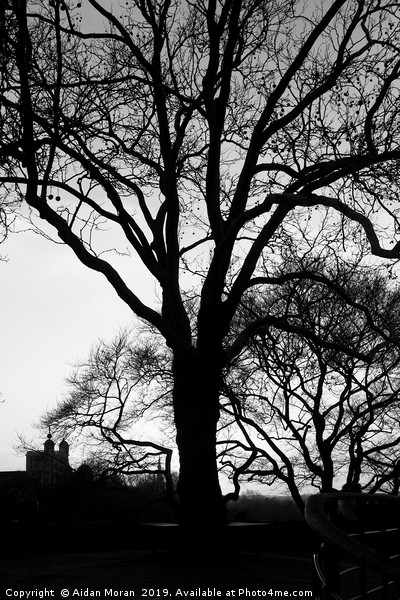 Tree Silhouette at Greenwich Park, London   Picture Board by Aidan Moran