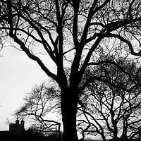Buy canvas prints of Tree Silhouette at Greenwich Park, London   by Aidan Moran