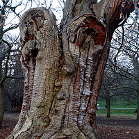 Buy canvas prints of Four Hundred Year Old Sweet Chestnut Tree   by Aidan Moran