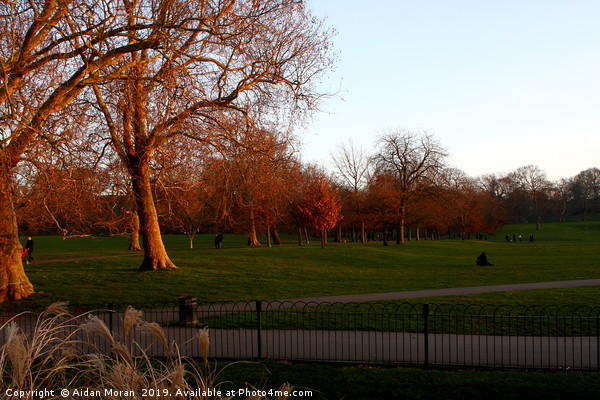 Greenwich Park at Sunset, London, England   Picture Board by Aidan Moran