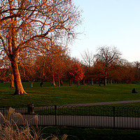 Buy canvas prints of Greenwich Park at Sunset, London, England   by Aidan Moran