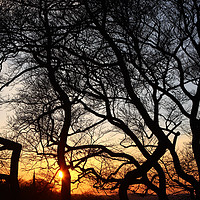 Buy canvas prints of Sunset at Greenwich Park, London, England   by Aidan Moran