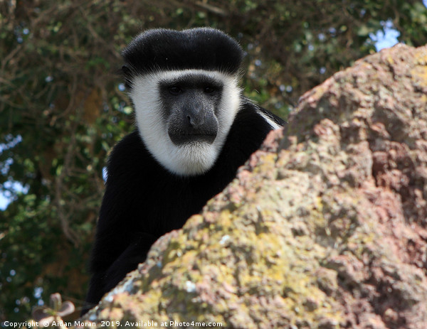 Black And White Colobus Monkey    Picture Board by Aidan Moran