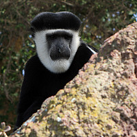 Buy canvas prints of Black And White Colobus Monkey    by Aidan Moran