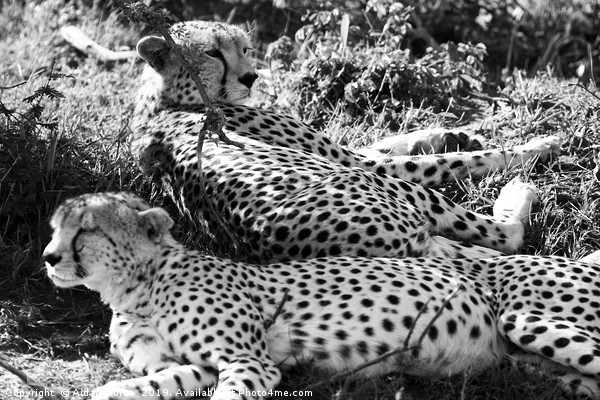 Majestic Cheetahs of Masai Mara Picture Board by Aidan Moran