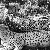 Buy canvas prints of Majestic Cheetahs of Masai Mara by Aidan Moran