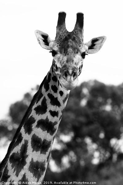 Giraffe Portrait    Picture Board by Aidan Moran