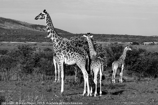 Giraffe Family   Picture Board by Aidan Moran