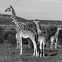 Buy canvas prints of Giraffe Family   by Aidan Moran