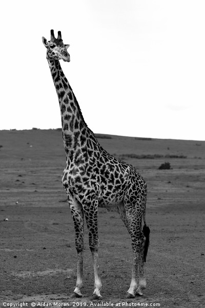 African Male Giraffe   Picture Board by Aidan Moran