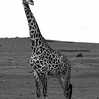 Buy canvas prints of African Male Giraffe   by Aidan Moran