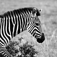 Buy canvas prints of African Zebra    by Aidan Moran
