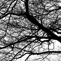 Buy canvas prints of Trees at Greenwich Park, London  by Aidan Moran
