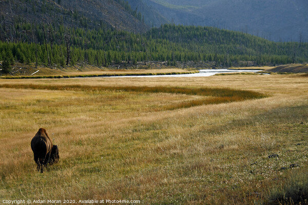 Yellowstone Bison Picture Board by Aidan Moran