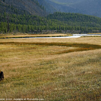 Buy canvas prints of Yellowstone Bison by Aidan Moran