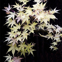 Buy canvas prints of Acer Leaves by Colin Tracy