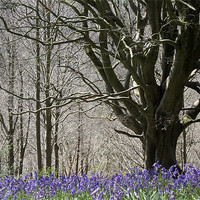 Buy canvas prints of Delcombe Beech, Delcombe Woods, Dorset by Colin Tracy