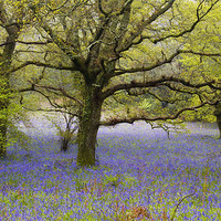Buy canvas prints of Affpuddle Bluebells, Dorset, UK by Colin Tracy