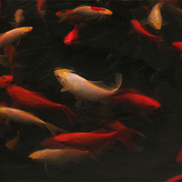 Buy canvas prints of Feeding Frenzy by Colin Tracy