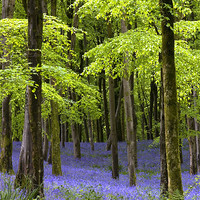 Buy canvas prints of Bluebells at Hooke, Dorset by Colin Tracy