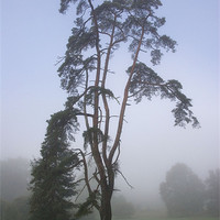 Buy canvas prints of Pine Tree in the Mist by Colin Tracy