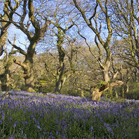 Buy canvas prints of Bluebells near Batcombe, Dorset by Colin Tracy
