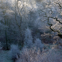 Buy canvas prints of Hoar Frost in Exmoor by Colin Tracy