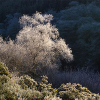 Buy canvas prints of Melting Hoar Frost on Exmoor by Colin Tracy