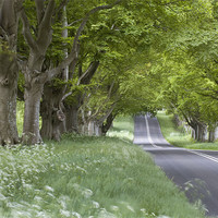 Buy canvas prints of Beech Avenue and Empty Road by Colin Tracy