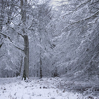 Buy canvas prints of Winter Tree, New Forest by Colin Tracy