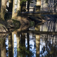 Buy canvas prints of Blackwater, New Forest by Colin Tracy