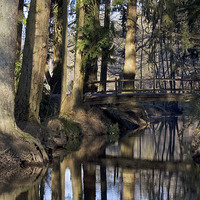 Buy canvas prints of Blackwater 2, New Forest. by Colin Tracy