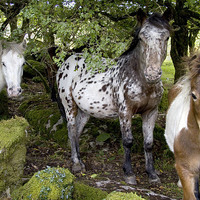 Buy canvas prints of Dartmoor Ponies by Colin Tracy