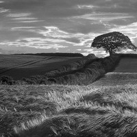 Buy canvas prints of Bere Regis Barley by Colin Tracy
