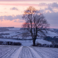 Buy canvas prints of Winter Ash Tree, Plush, Dorset, UK by Colin Tracy