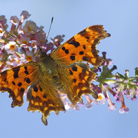 Buy canvas prints of Comma Butterfly on Buddleia by Colin Tracy
