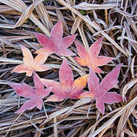 Buy canvas prints of Frosty Acer Leaves by Colin Tracy