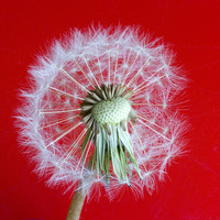 Buy canvas prints of Dandelion Seedhead on red background by Colin Tracy